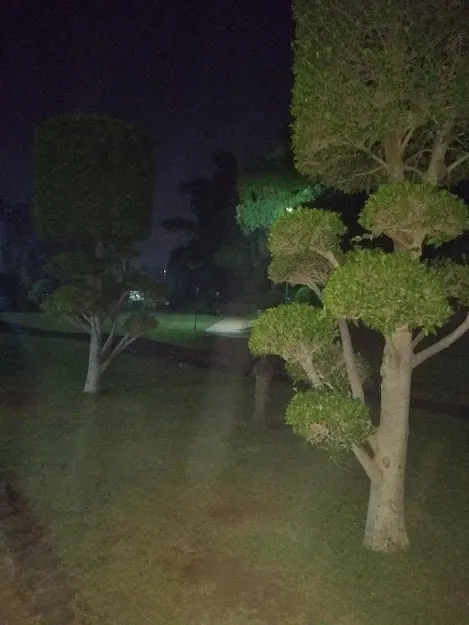 Big bonsai