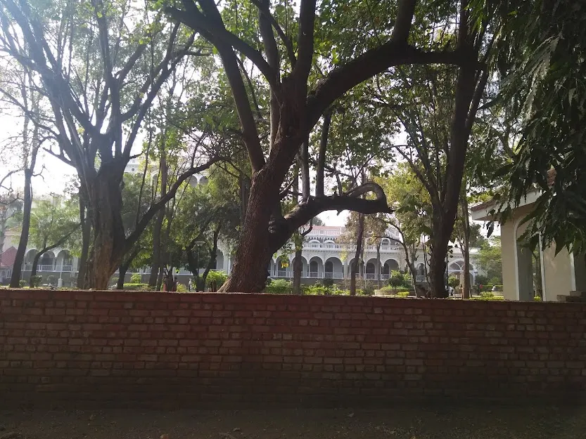 The calming trees