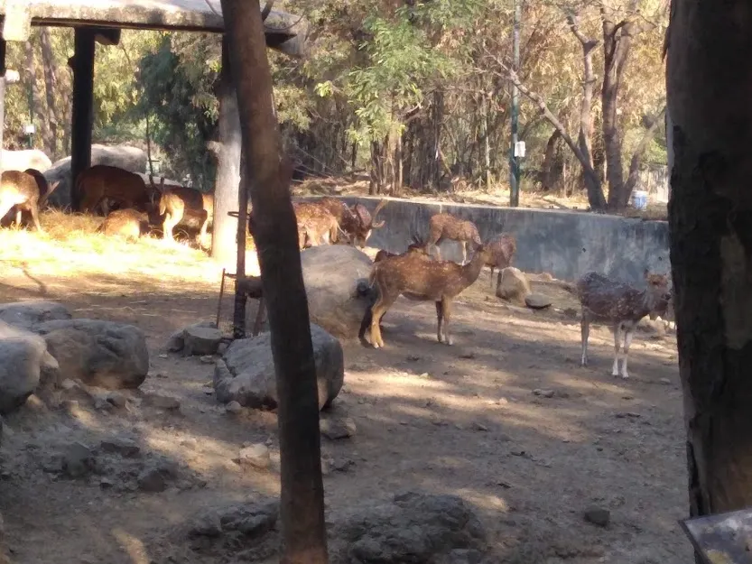 Deers
